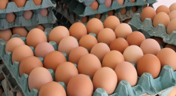 Goiás registra crescimento de 65,7% na produção de ovos